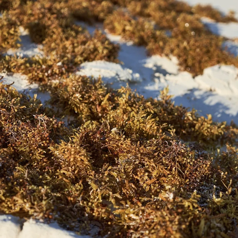 sargassum beach close up