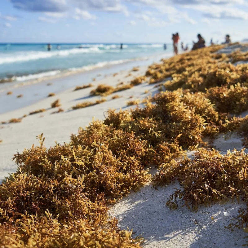 sargassum on beach