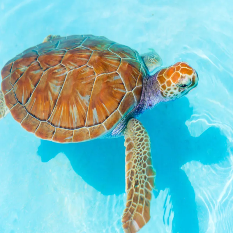 Sian Ka'an Biosphere Reserve Sea Turtles