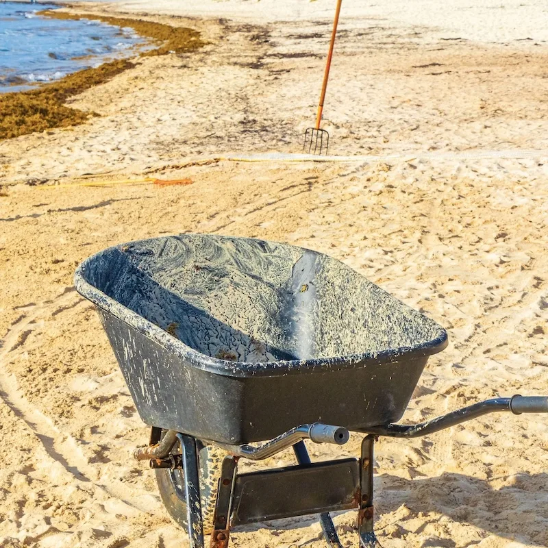 wheelbarrow sargassum clean up beach