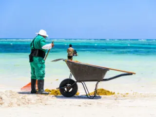 As Cancun Coast Is Plagued By Sargassum, These Beaches Remain At Low Levels