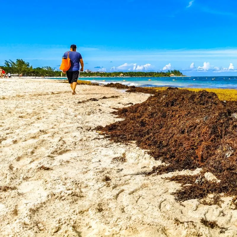 Large Pile of Sargassum and a Tourist Walking on the Beach in Playa del Carmen