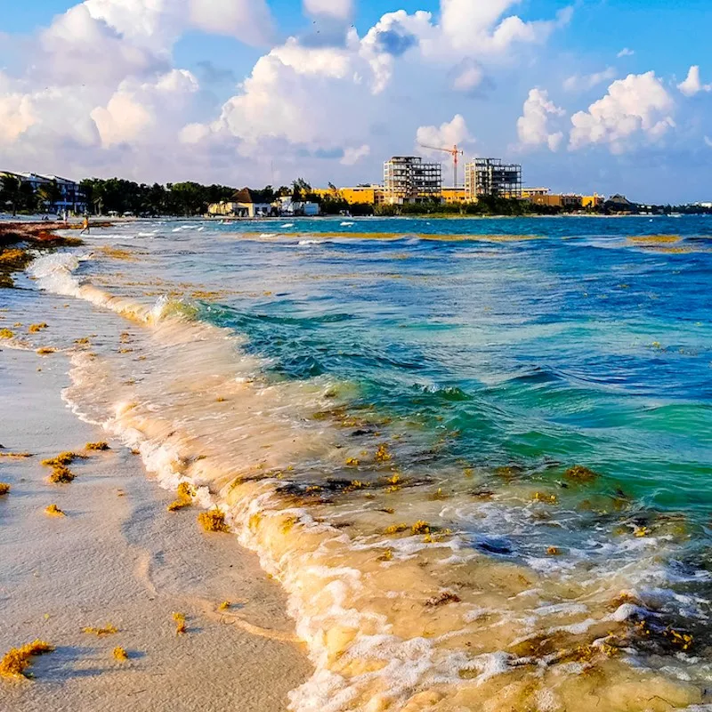 Tropical Caribbean beach landscape panorama with clear turquoise blue water and seaweed sargazo in Playa del Carmen Mexico.