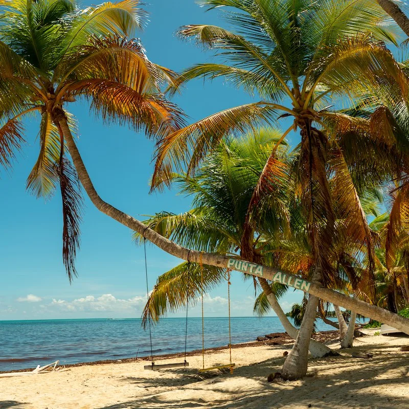 Tropical Palm tree with hanging swings on tropical beach near Punta Allen, Tulum in Mexico.