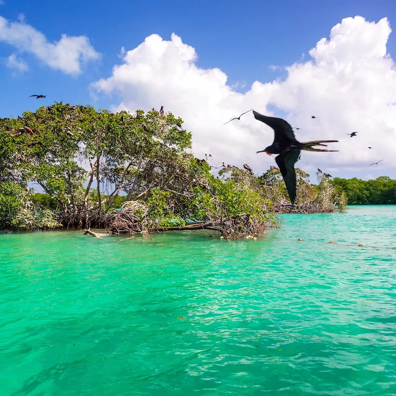 Mangrove and frigatebirds in the Caribbean Sea in the Sian Kaan Biosphere Reserve near Punta Allen, Mexico.