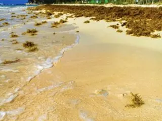 Red Alert Issued As Sargassum Hits Cancun Beaches feat