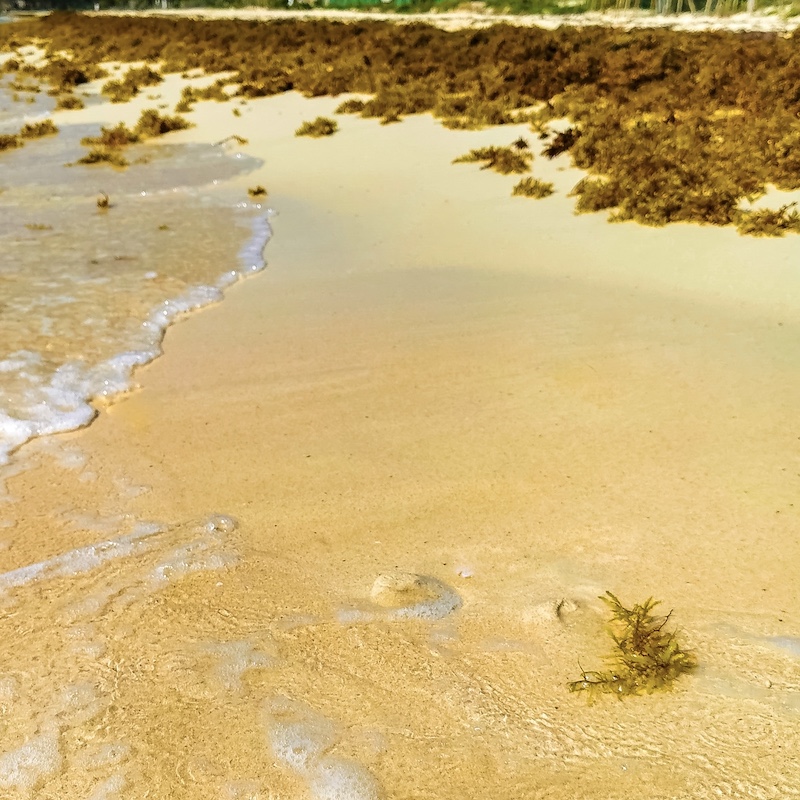Red Alert Issued As Sargassum Hits Cancun Beaches