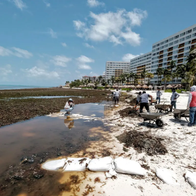 A resort in Cancun with foul looking water and Sargassum