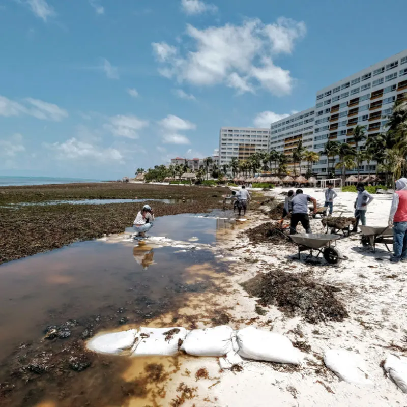 A resort in Cancun with foul looking water and Sargassum 