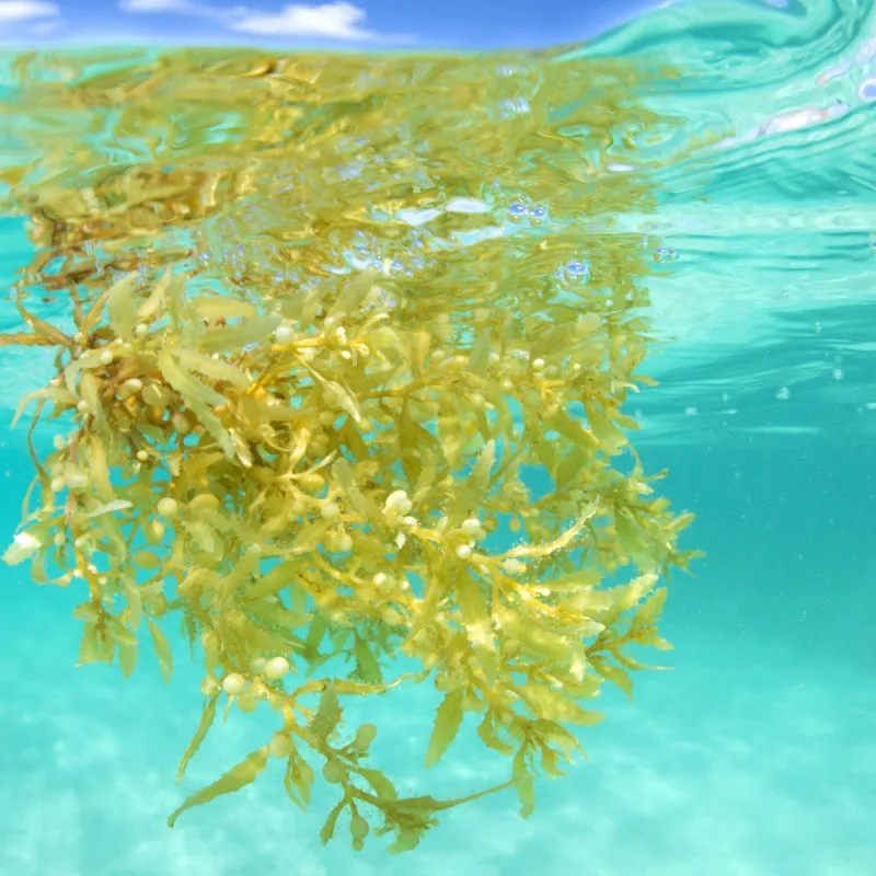 A patch of sargassum floating in the Caribbean Sea