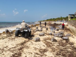 Playa Del Carmen Prepares To Remove Sargassum As Massive Amounts Arrive On The Beaches