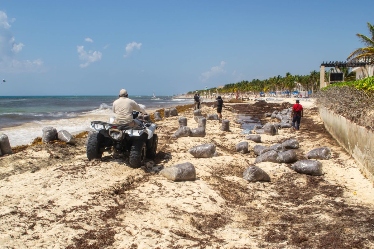 Playa Del Carmen Prepares To Remove Sargassum As Massive Amounts Arrive