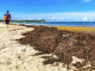 Sargassum In The Riviera Maya This Year Expected To Nearly Double Compared To 2022 Levels FEAT