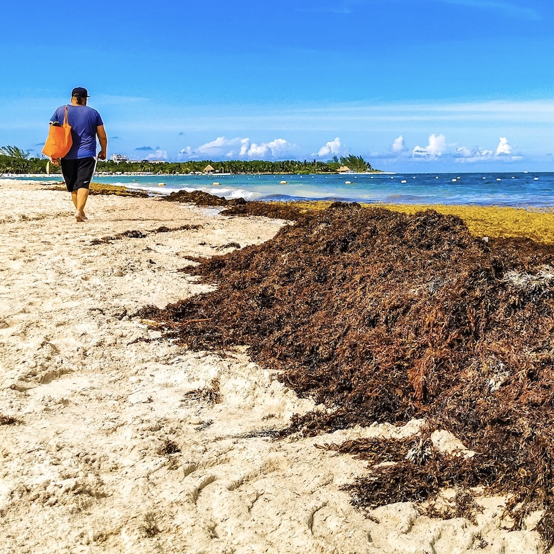 Sargassum In The Riviera Maya This Year Expected To Nearly Double Compared To 2022 Levels