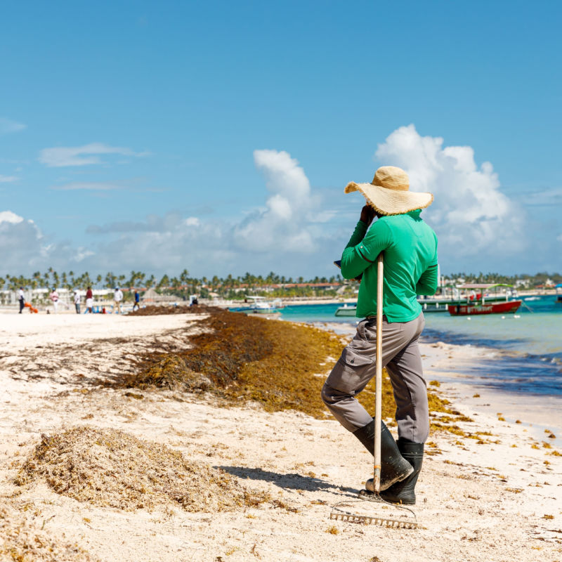 A cleaner at a Cancun beach dealing with sargassum