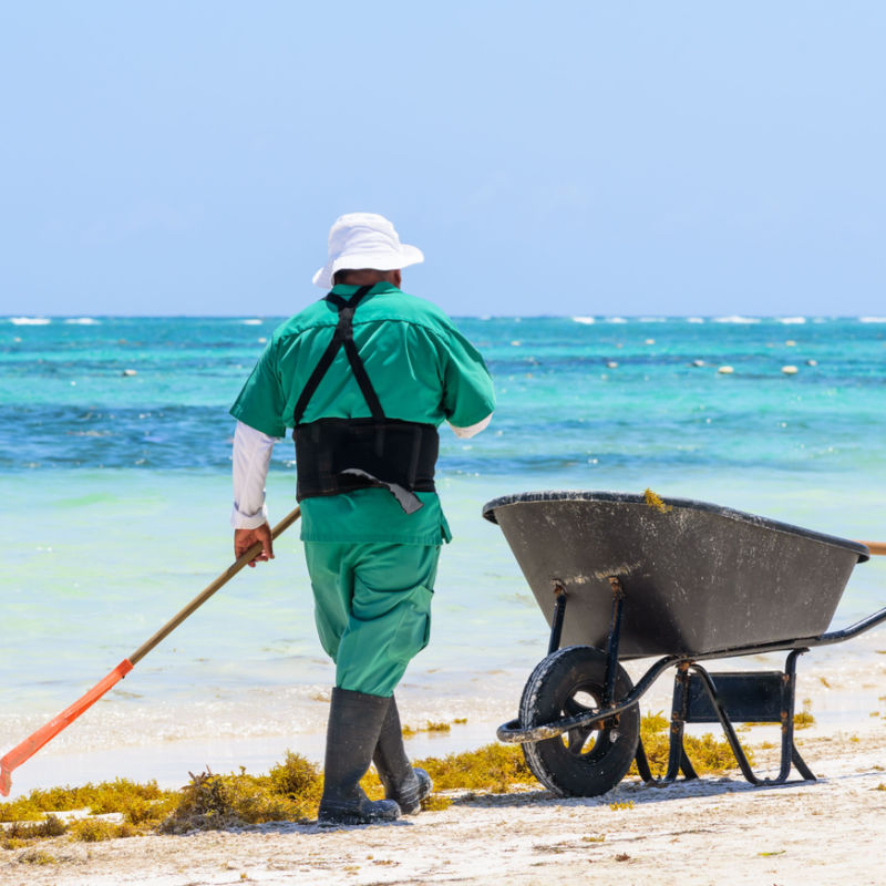 A local cleaner removing sargassum from a beach in Cancun