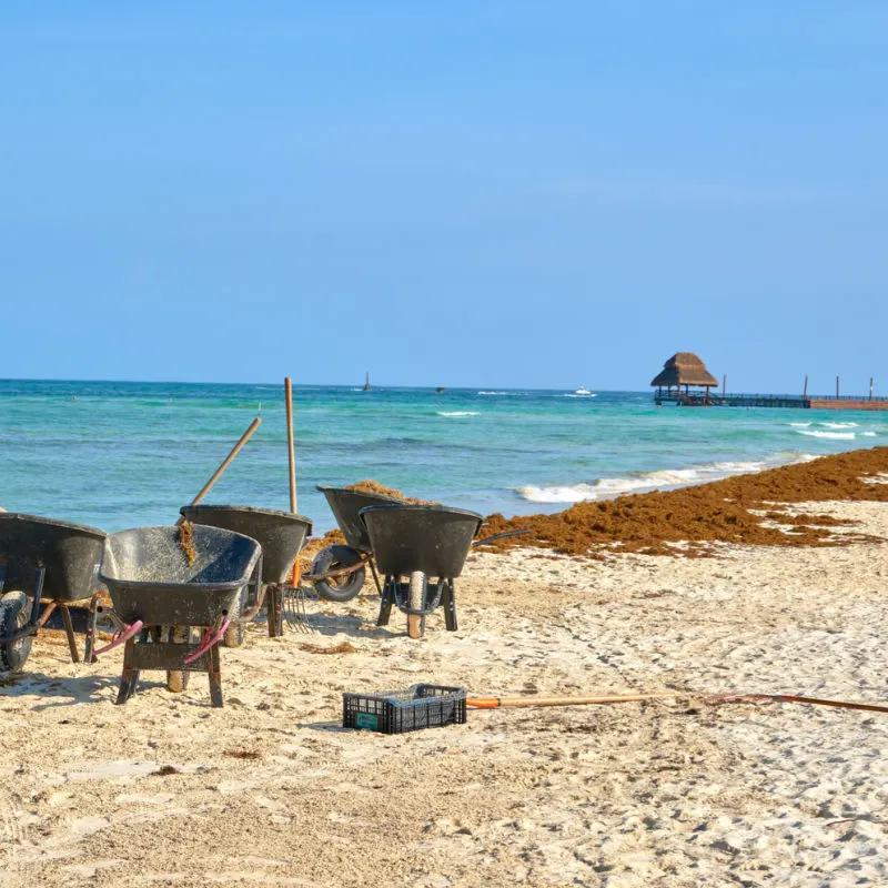 Cleaning sargassum from a Cancun beach