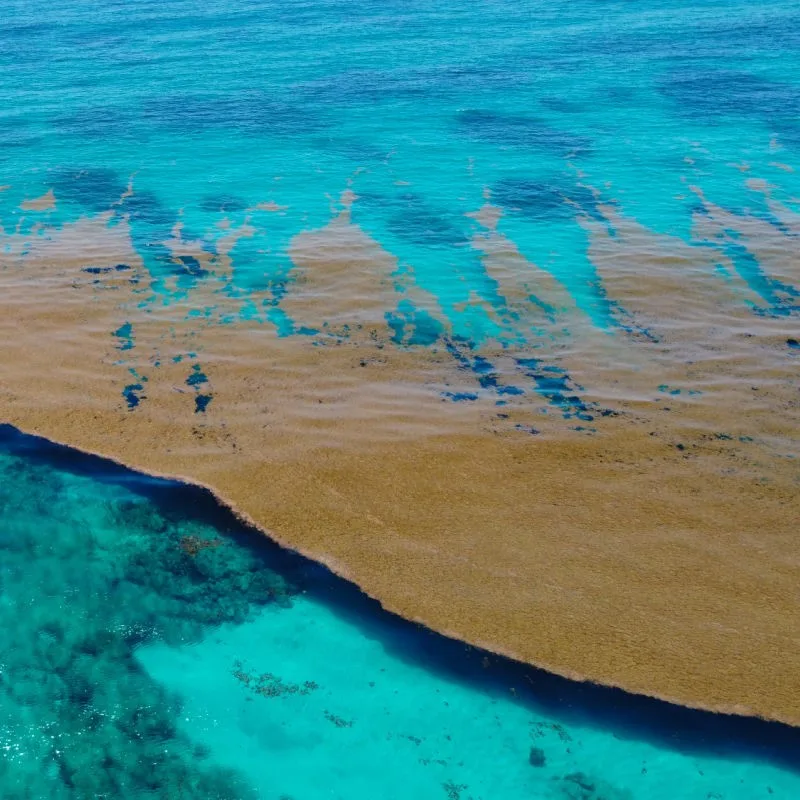 Sargassum in the Caribbean Sea