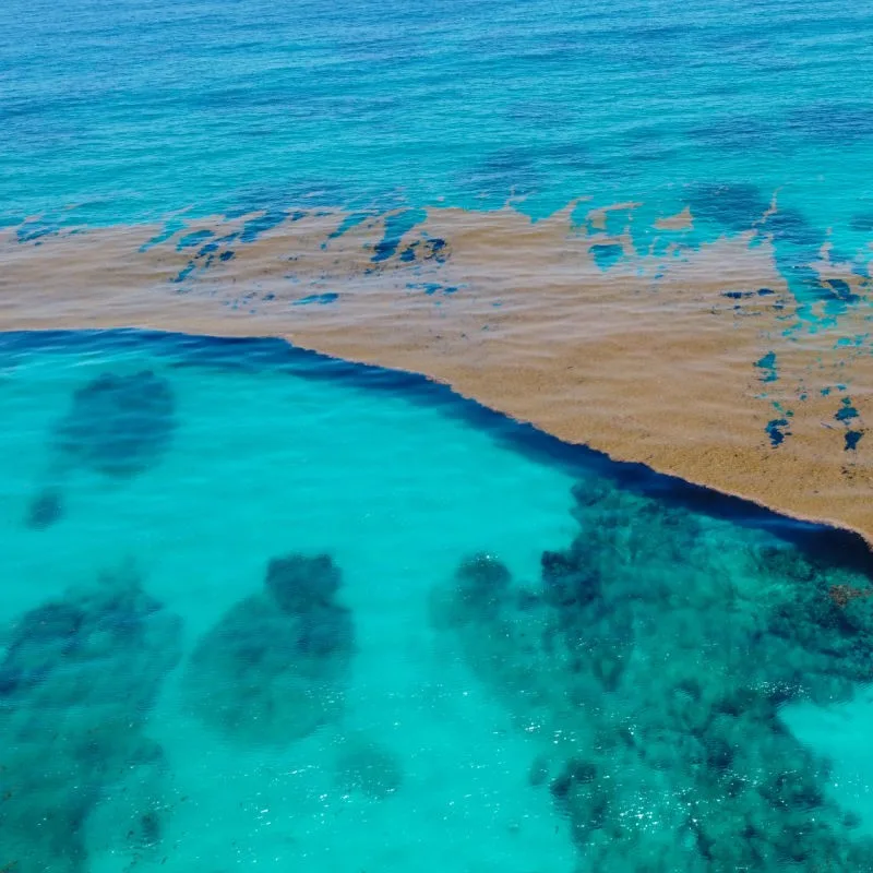 Sargassum in the Caribbean Sea