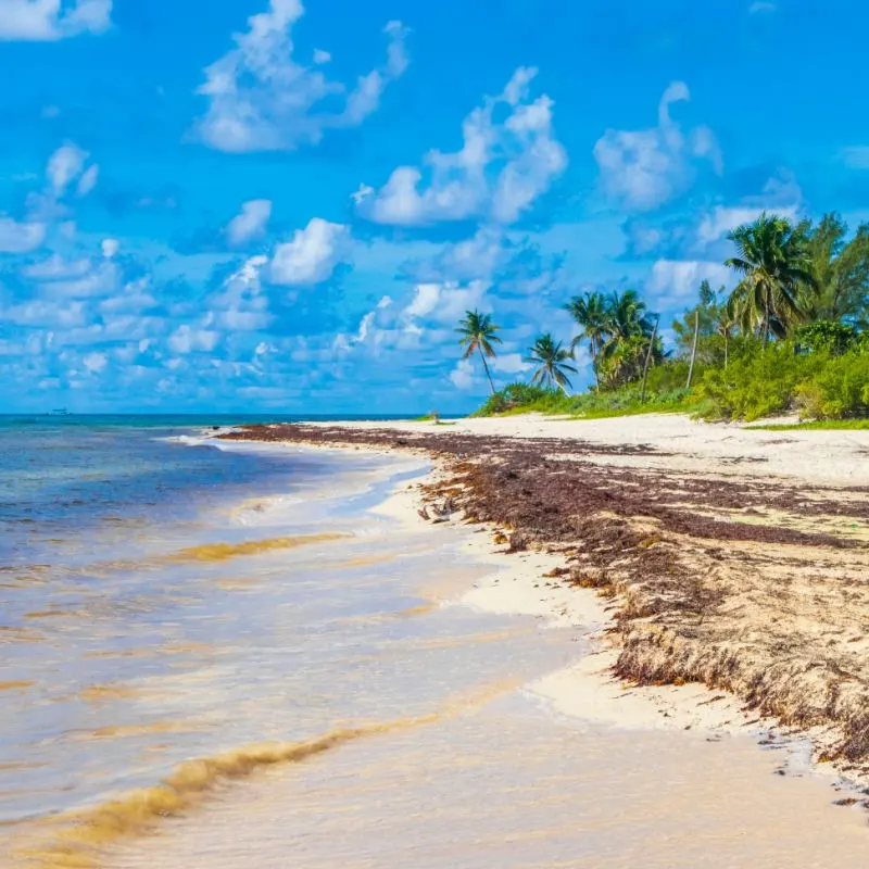 Sargassum on a Beach in Playa del Carmen