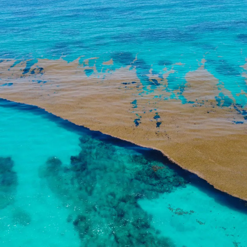 A large patch of sargassum seaweed close to a Cancun beach