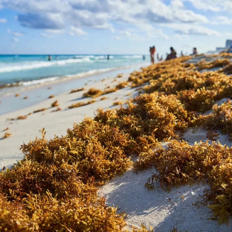 Sargassum on the beach in the Caribbean Sea