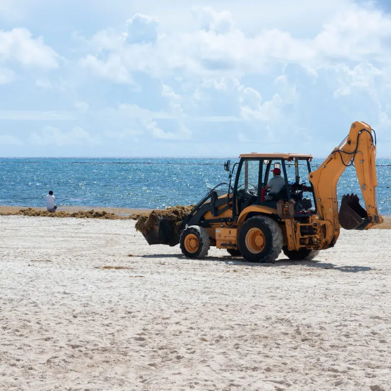 A tractor clearing up sargassum from a popular beach 