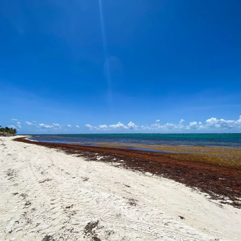 Massive wave of sargassum washing on a Cancun beach 