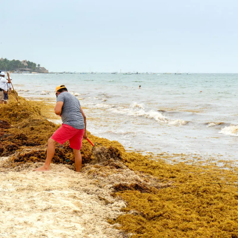 A beachgoer in Cancun attempting to avoid sargassum 