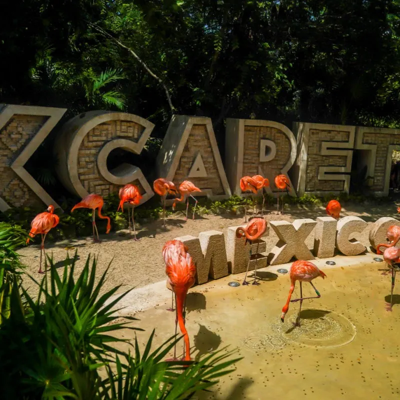 Flamingoes Under the Xcaret Sign at Dusk in Playa del Carmen, Mexico