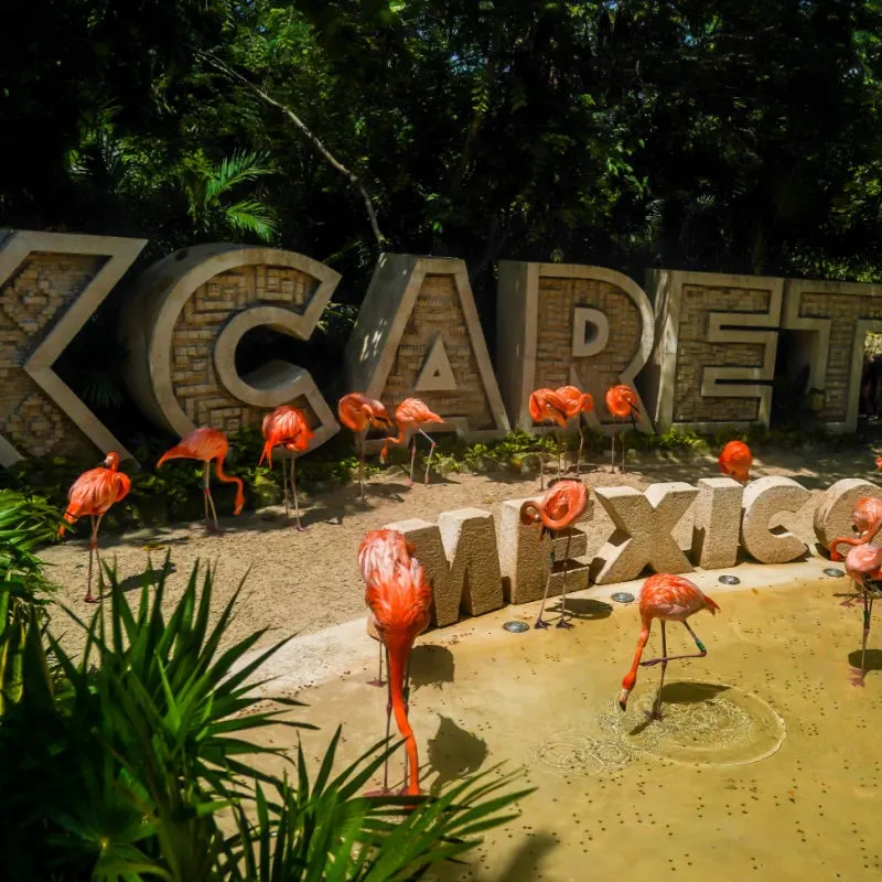 Flamingos under the Xcaret sign at dusk in Playa del Carmen, Mexico