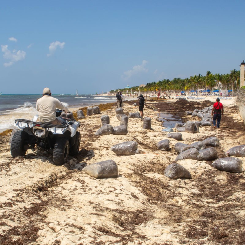 Sargassum Being Cleaned From a Beach in Playa del Carmen