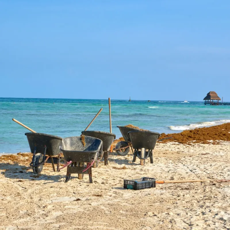 Sargassum and Cleaning Equipment on a Beach in Isla Mujeres