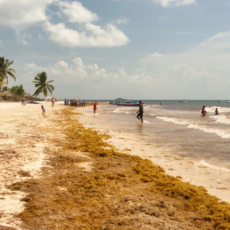 Tourists on a Tulum Beach Covered in Sargassum