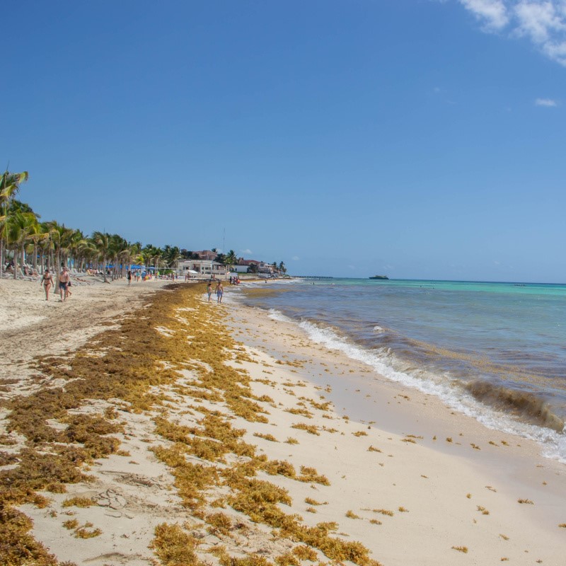 Tourists on a Beach in Playa del Carmen with Sargassum Along the Beach