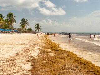 Tulum Tourists Are Skipping The Beach Due To Sargassum, Here’s Where They’re Going Instead