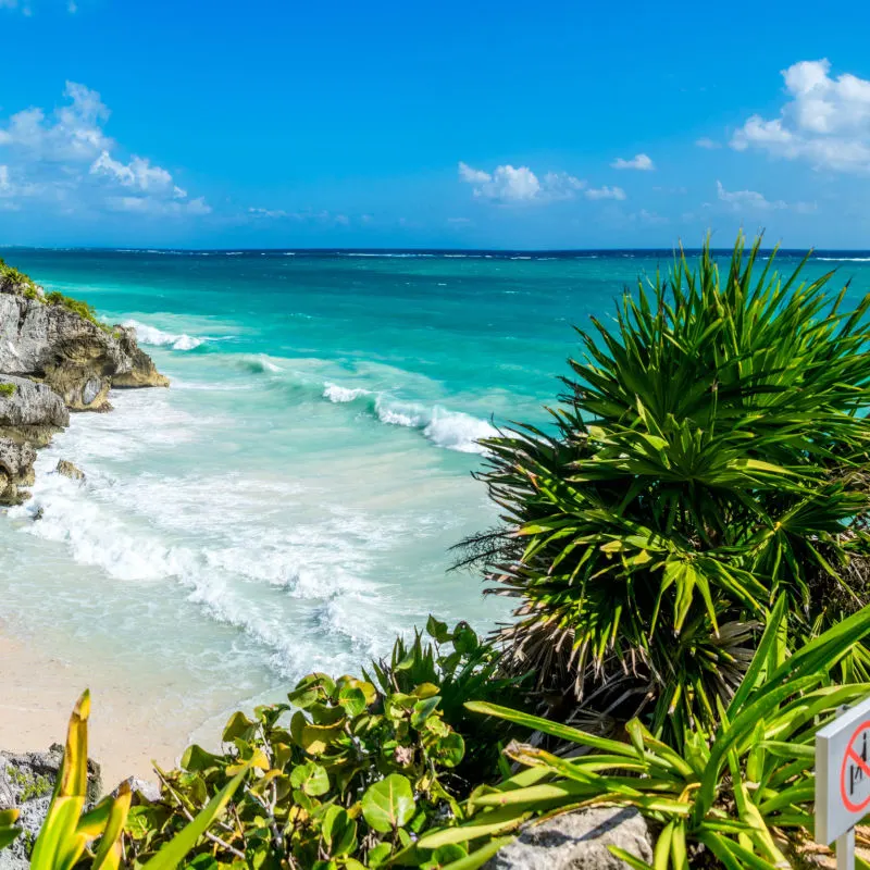 A view of Tulum's beautiful coastline with trees and water 