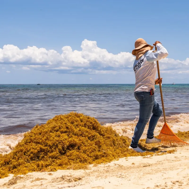 Worker Cleaning Up Sargassum From the Beach