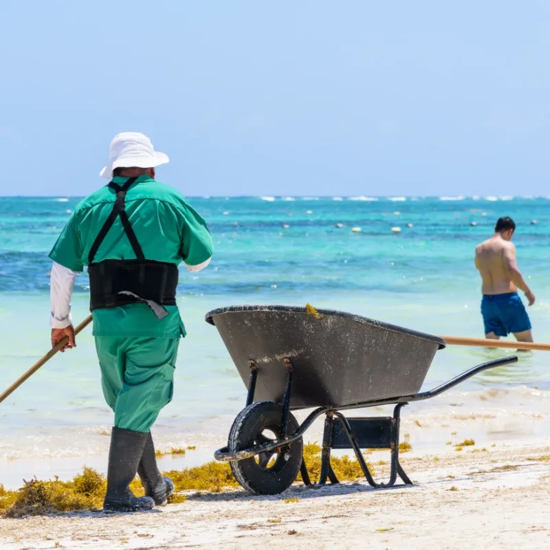 Worker Removing Sargassum from a Beach in the Mexican Caribbean and a Tourist in the Background