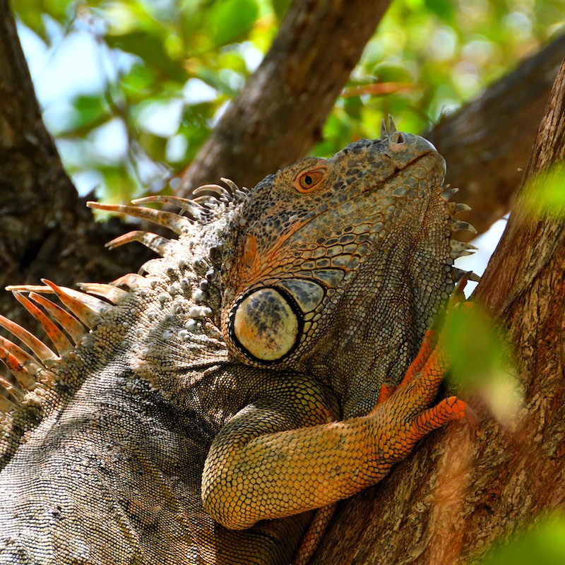 Portrait of an iguana climbing a tree.