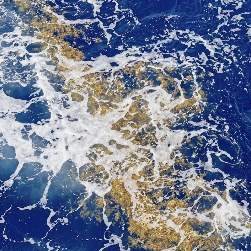 sargassum floating in sea