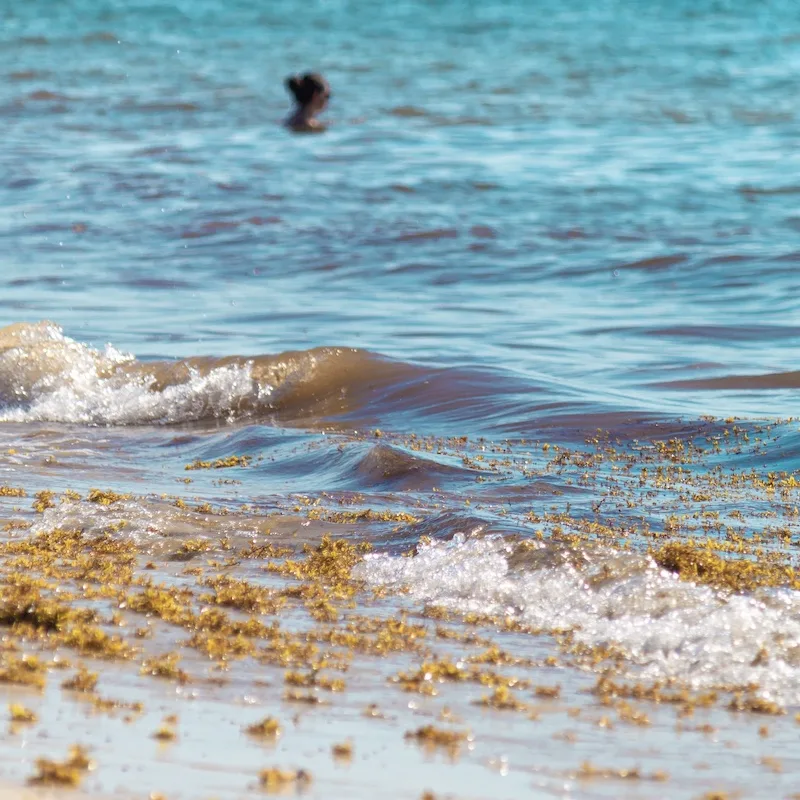 sargassum in sea ocean