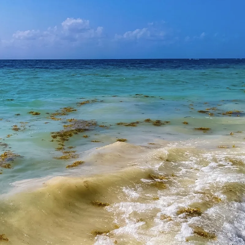 sargassum in sea