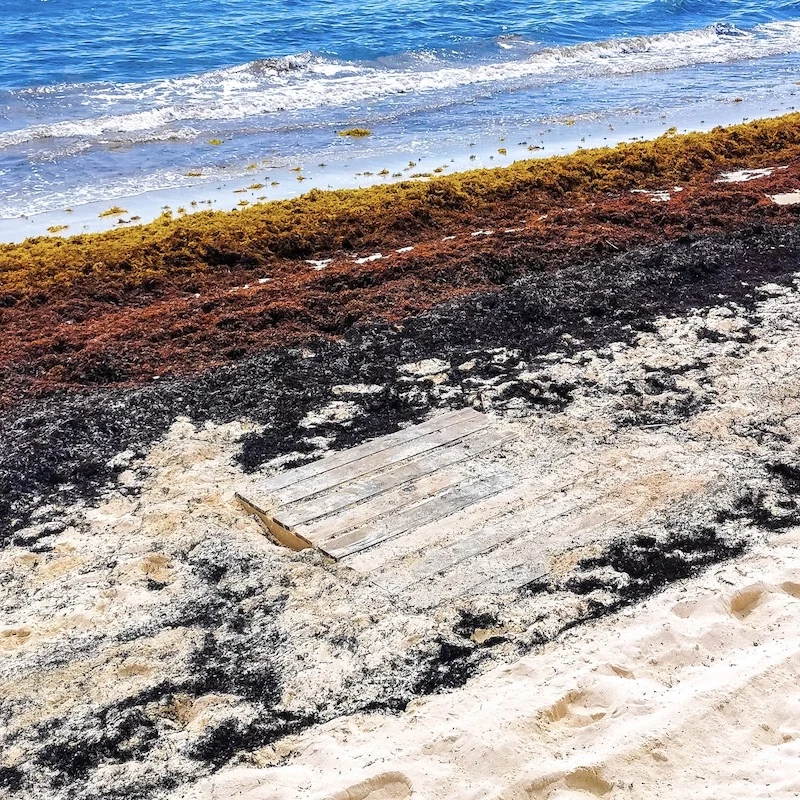 sargassum on beach