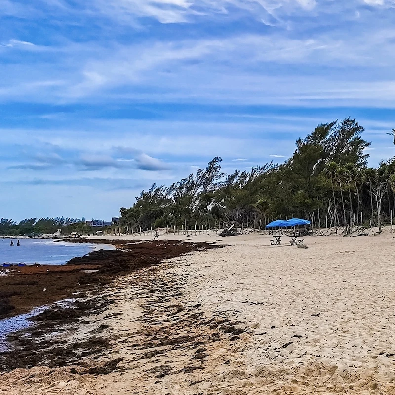 sargassum on beach