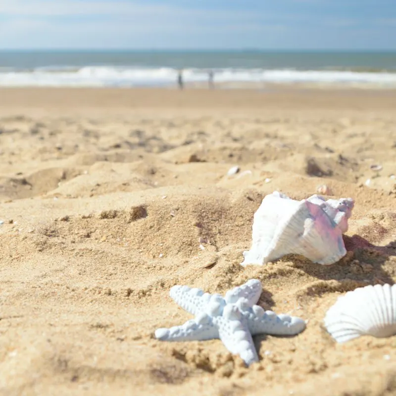 close up on three seashells on a clean trash free beach in Cancun.