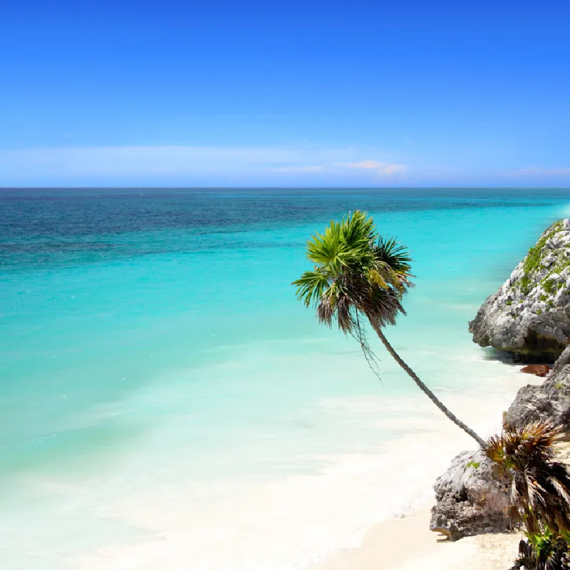 Beach in Riviera Maya, with ocean and palm tree