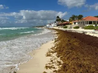 2023 To Be A Record Year For Sargassum In Cancun And The Mexican Caribbean
