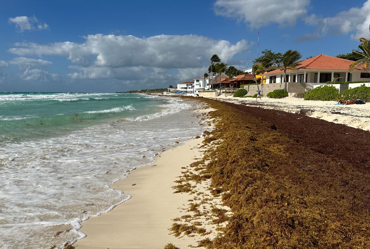 2023 To Be A Record Year For Sargassum In Cancun And The Mexican