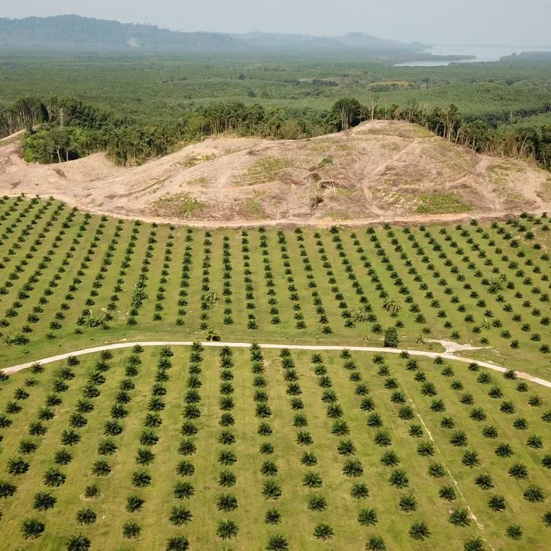 Agricultural fields in the amazon